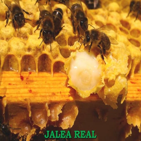 Jalea Real