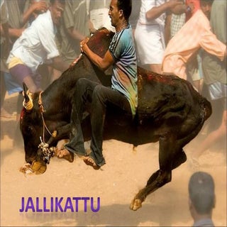 Jallikattu Bullfight Of South India...