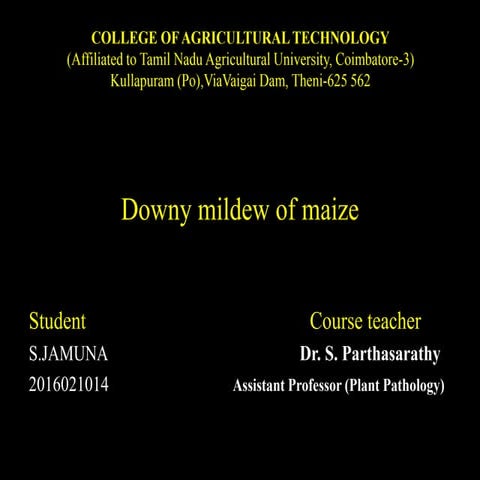 Downy Mildew of Maize