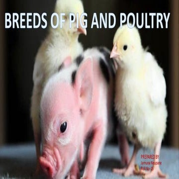 Breeds of pig. This document involved the different local and exotic ...