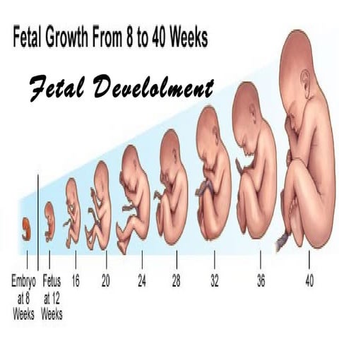 Fetal Development
