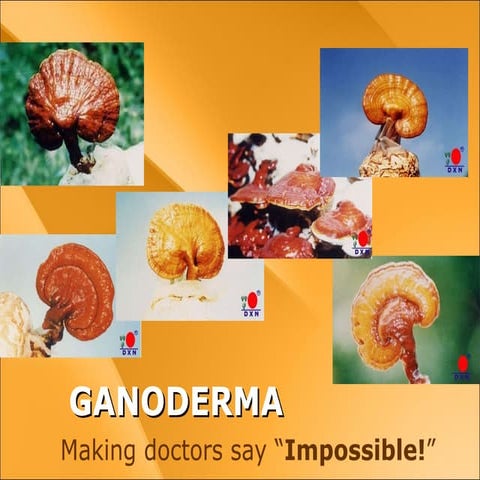 Ganotherapy : How DXN Ganoderma works | PPT