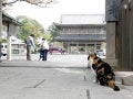Japanese cat (v.m.)