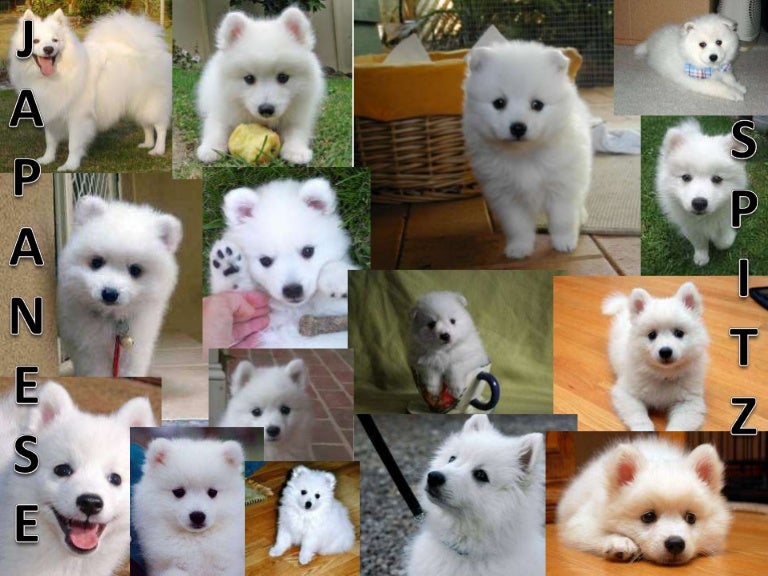Japanese spitz and shih tzu