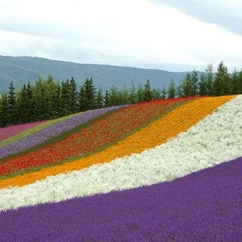 Japan in the_spring-ilia