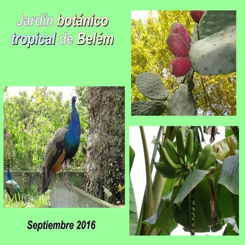 Jardín botánico tropical de Belém