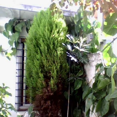 JardíN Ramos MejíA 14 6 09