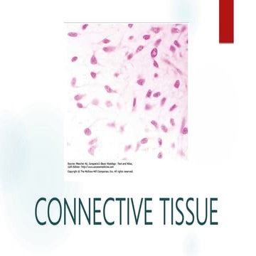 Jaringan ikat ( CONNECTIVE TISSUE)