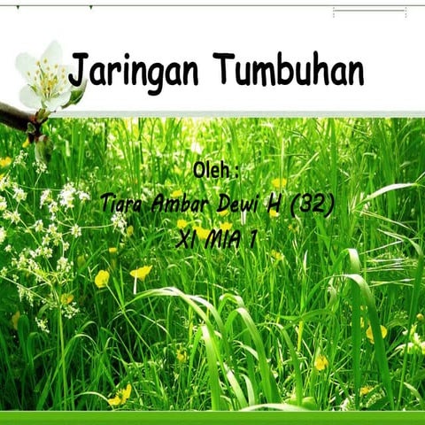 Jaringan tumbuhan