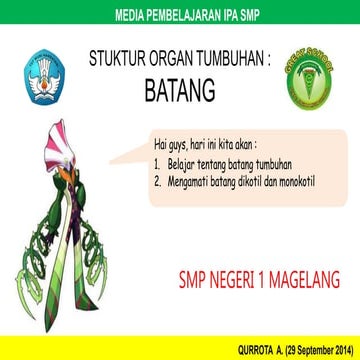 Jaringan tumbuhan : Batang