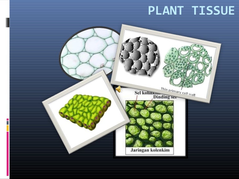 Jaringan Tumbuhan Jadi