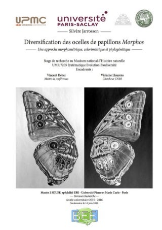 Diversification des ailes de papillons Morphos