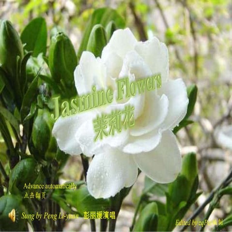 Jasmine flowers茉莉花