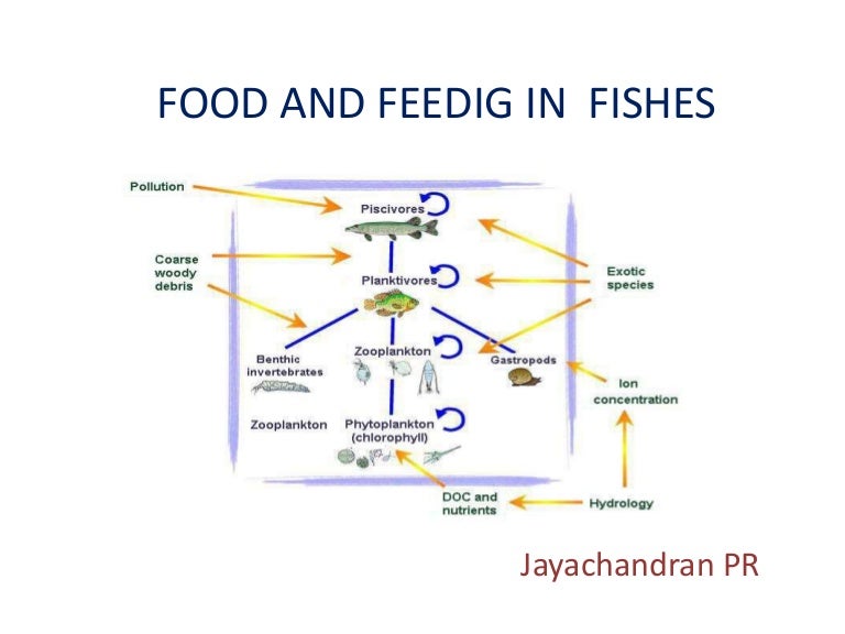 Food and feeding in fishes