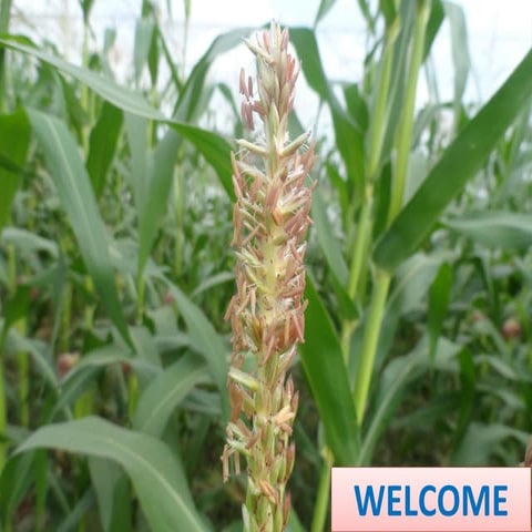 Rice-Rice-Rabi systems for low salinty regions of the coastal zone of Bangladesh