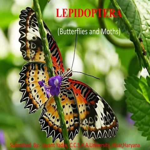  Lepidoptera 