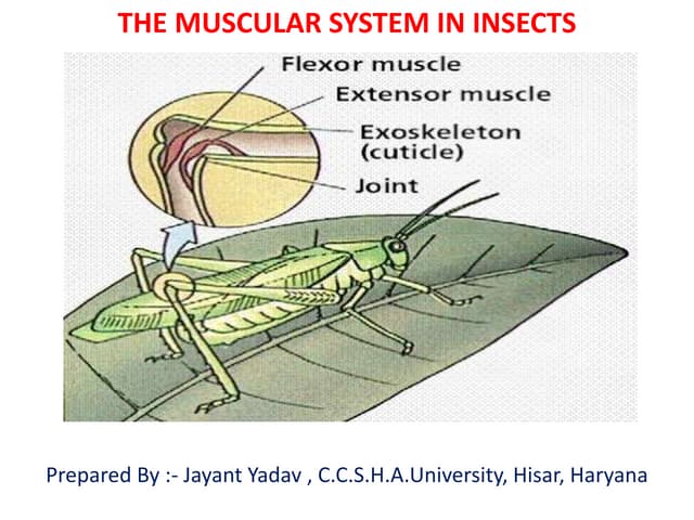 Muscular system in insects