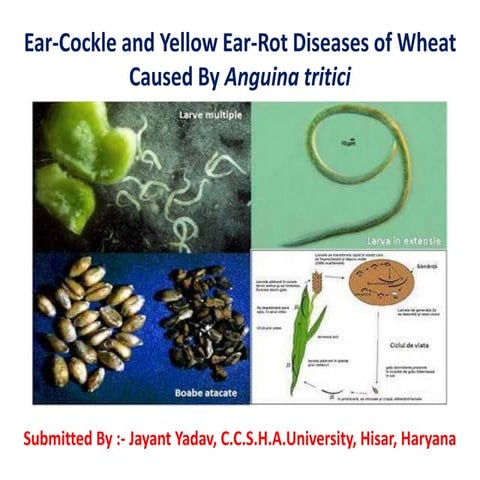 Ear cockle and yellow ear rot diseases of wheat