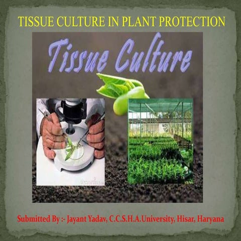 Tissue culture techniques in plant protection | PPTX