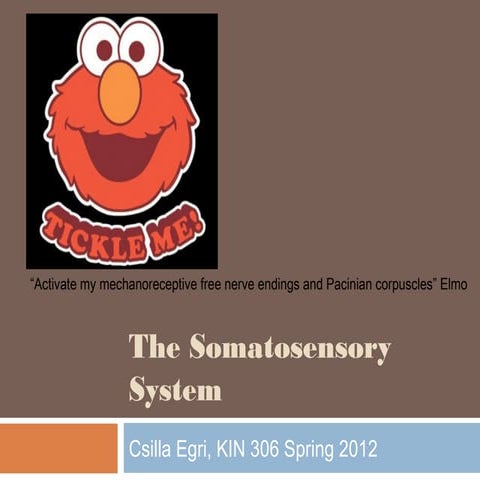 Somatosensory System