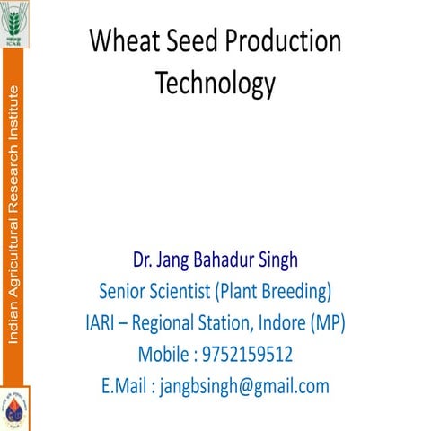 Wheat Seed Production Technology In Central India
