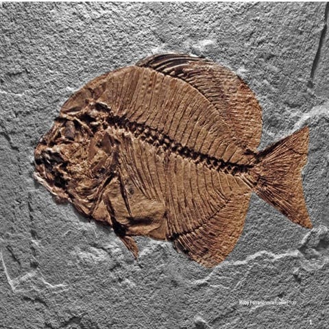 Magnolia CMS 5.0 - JCR 2.0 and Content API