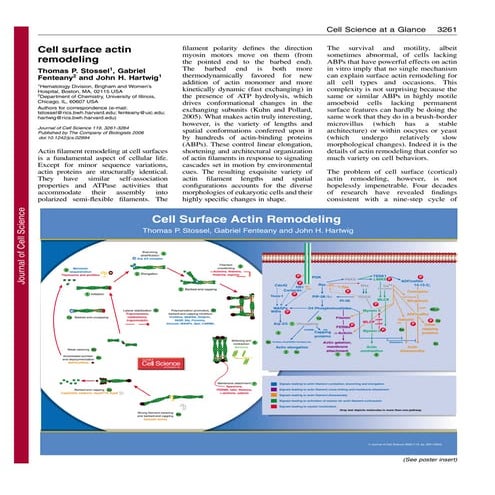 cell surface actin remodeling