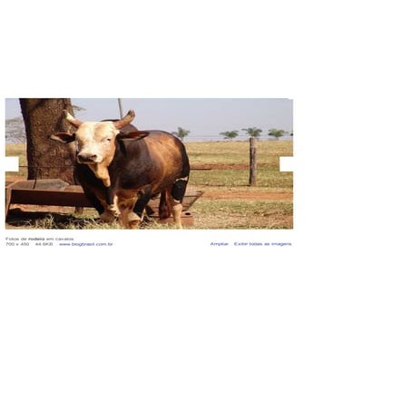 Imagen touro de rodeio   resultados da busca client connect yahoo search