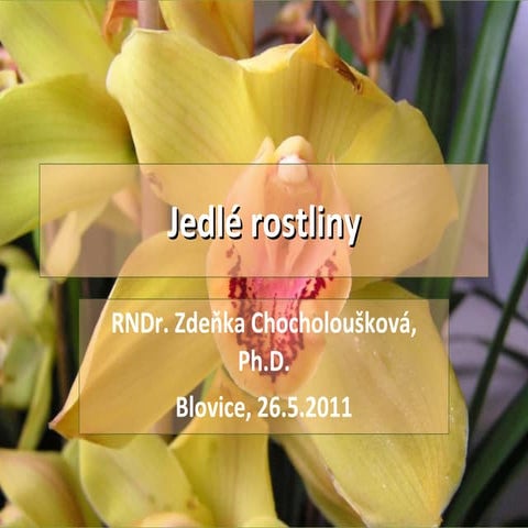 Jedlé rostliny - Jídlo obecné