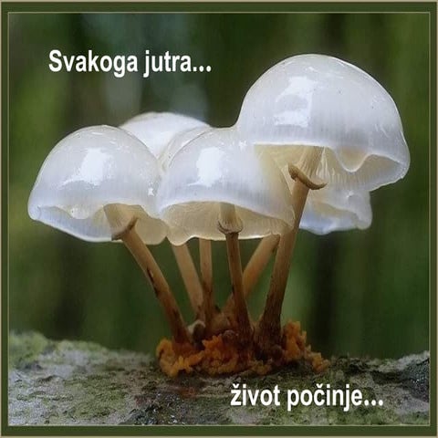 Jedno Jutro
