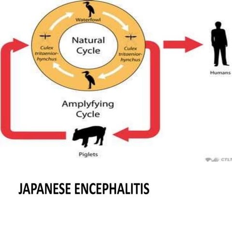 JAPANESE ENCEPHALITIS