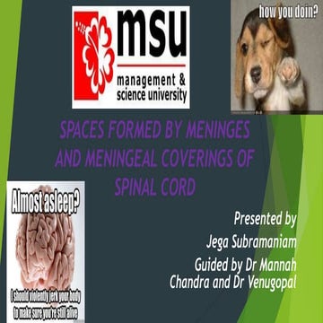 SPACES FORMED BY MENINGES AND MENINGEAL COVERINGS OF SPINAL CORD 