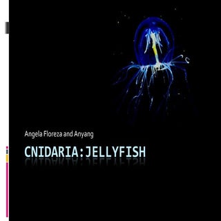 Cnidaria:Jellyfish