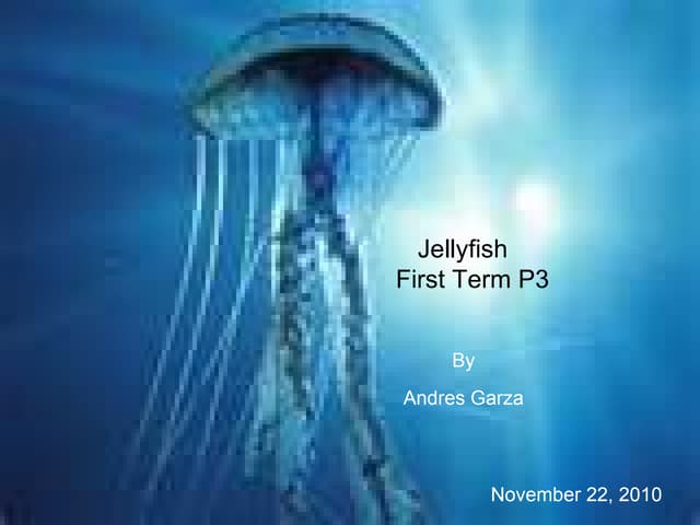 Jellyfish