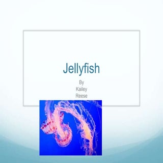 Jellyfish
