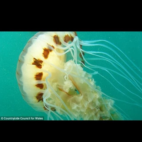 Jelly fish powerpoint | PPT