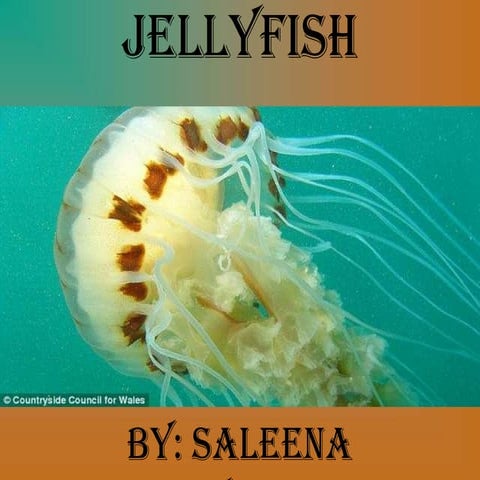 Jelly fish powerpoint