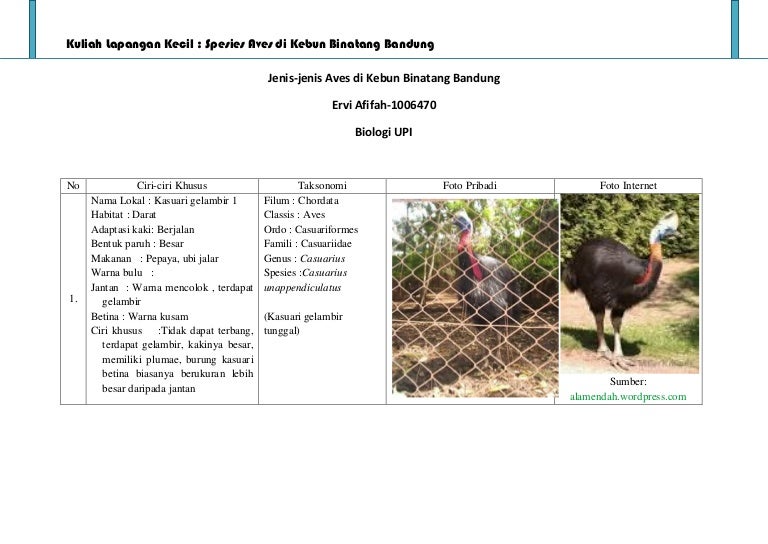 Jenis Jenis Aves Di Kebun Binatang Bandung