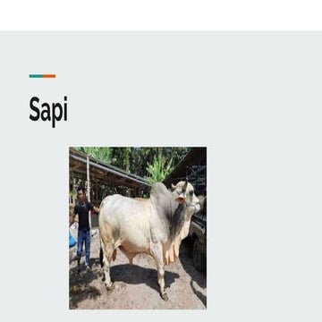 jenis sapi.pptx