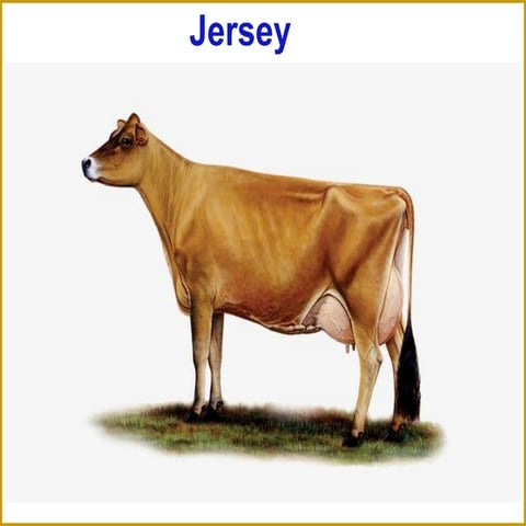 Jersey breed of cattle