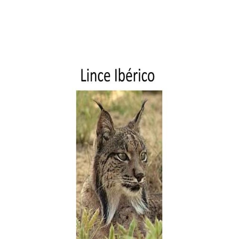 Lince Ibérico