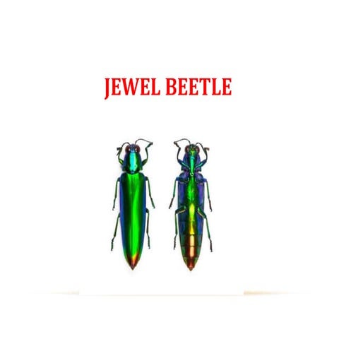 Jewel beetle | PPTX