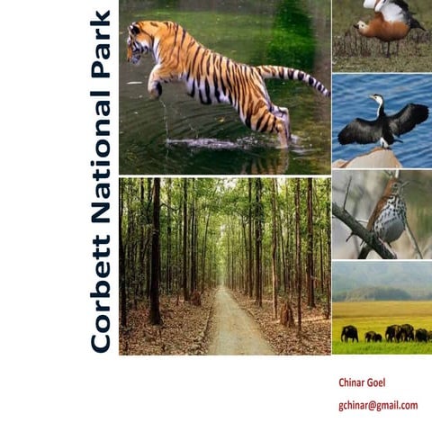 Jim corbett national park, india