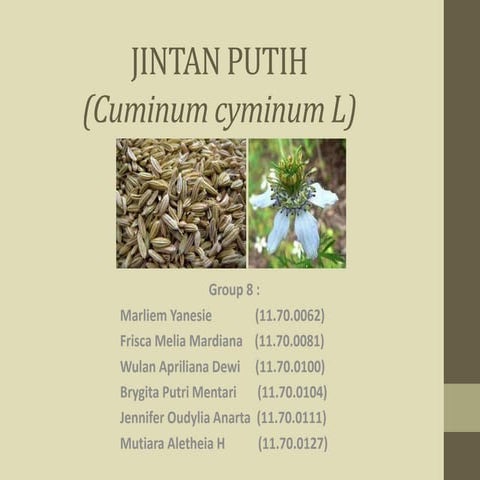 Jintan putih ppt