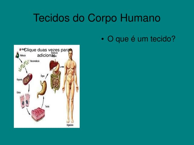 Tecidos do corpo humano