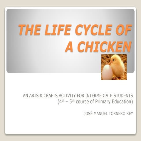 The life cycle of a chicken