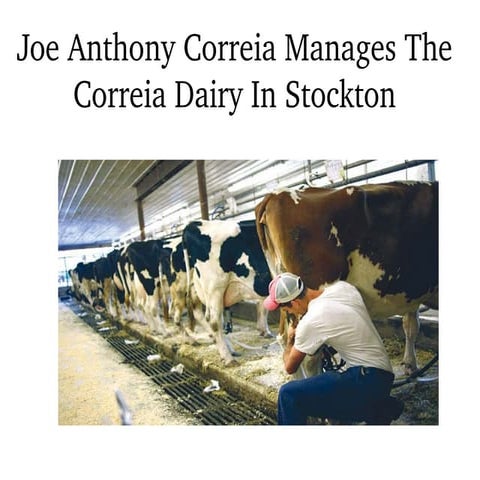 Joe anthony correia manages the correia dairy in stockton
