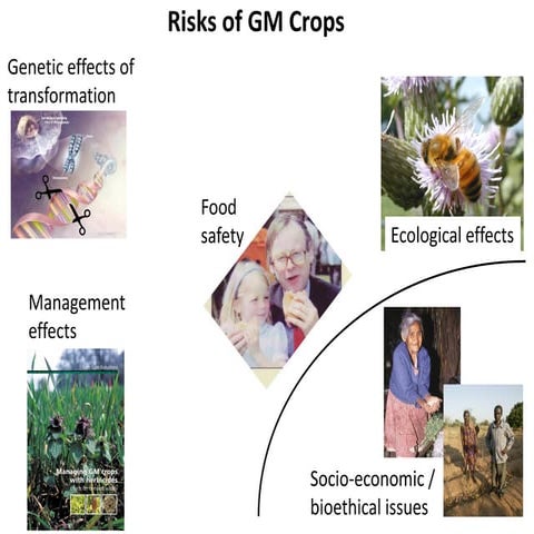 Risks of GM crops