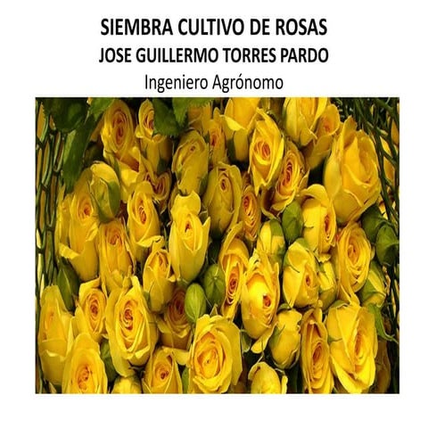 JOGUITOPAR -    SIEMBRA CULTIVO DE ROSAS