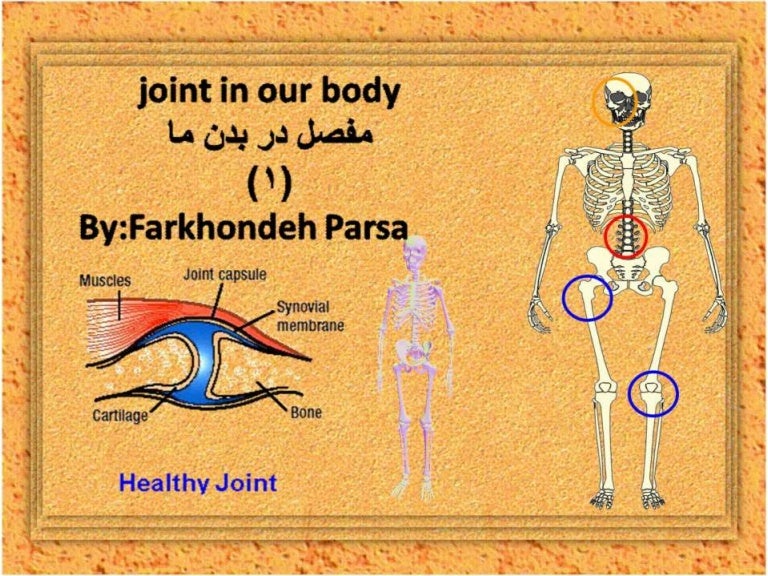 Joint in our body -1